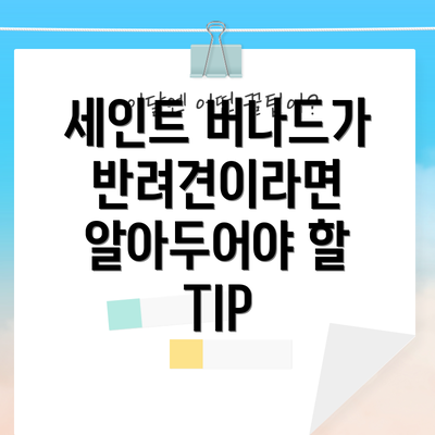 세인트 버나드가 반려견이라면 알아두어야 할 TIP