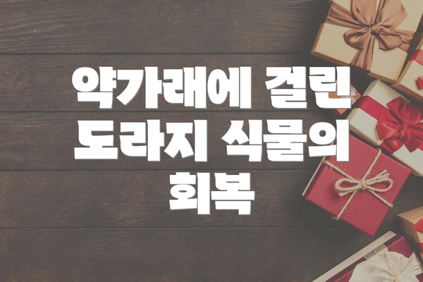 약가래에 걸린 도라지 식물의 회복