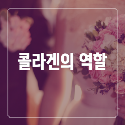 콜라겐의 역할