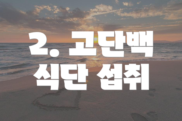 2. 고단백 식단 섭취